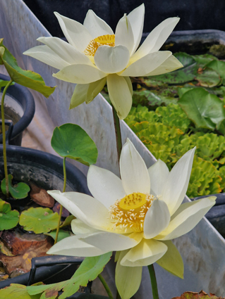 Shirokunshi Tulip Lotus