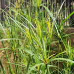 Cyperus giganteus