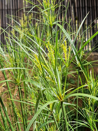 Cyperus giganteus